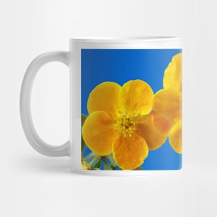 Potentilla fruticosa  'Sunset'  Shrubby cinquefoil Mug